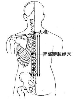 图2-1-1大椎、背部膀胱经穴
