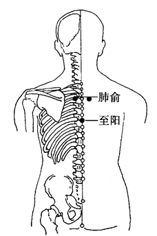 图2-1-9肺俞、至阳
