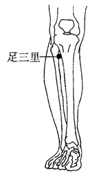 图2-1-11足三里