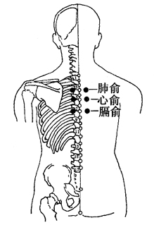 图2-1-14肺俞、心俞、膈俞