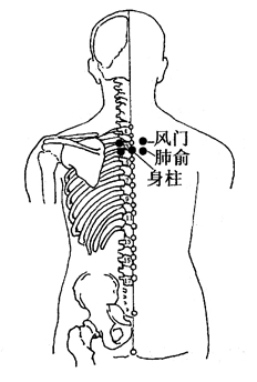 图2-2-1肺俞、身柱、风门