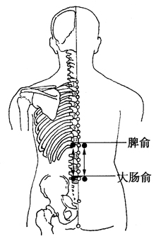 图2-3-4背部足太阳膀胱经循行线上脾俞穴到大肠俞穴