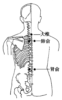 图2-3-5大椎、肺俞、肾俞