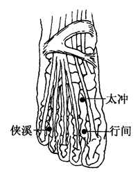 图2-6-3行间、太冲、侠溪