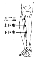 图2-14-1足三里、上巨虚、下巨虚