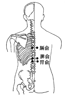 图2-17-3膈俞、脾俞、胃俞
