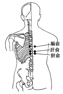 图2-17-4膈俞、肝俞、胆俞