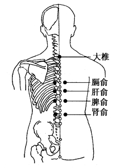 图2-19-6大椎、膈俞、肝俞、脾俞、肾俞