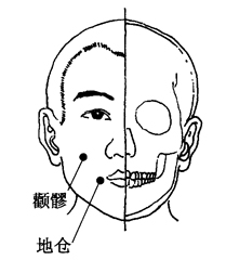 图2-19-9颧髎、地仓
