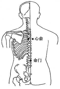图4-1-1心俞、命门