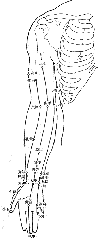 人体上肢内侧穴位图