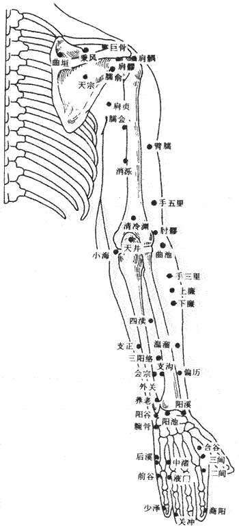 人体上肢外侧穴位图