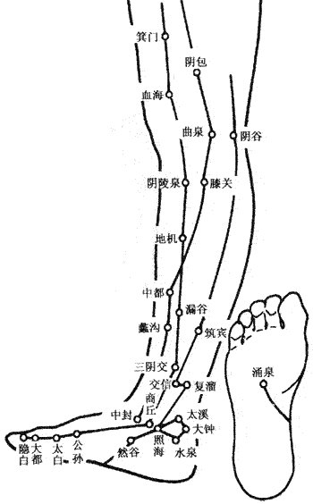 人体下肢内侧穴位图