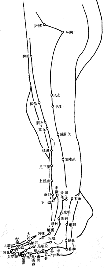 人体下肢外侧穴位图