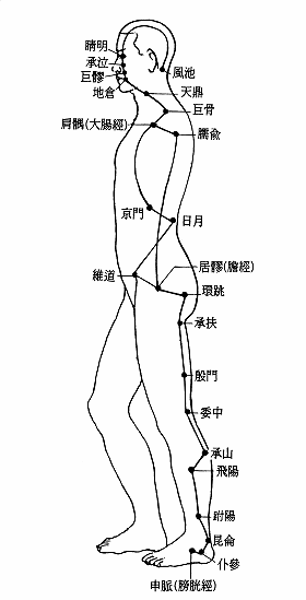 奇经阳蹻脉经筋图 