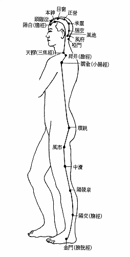 奇经阳维脉经筋图 