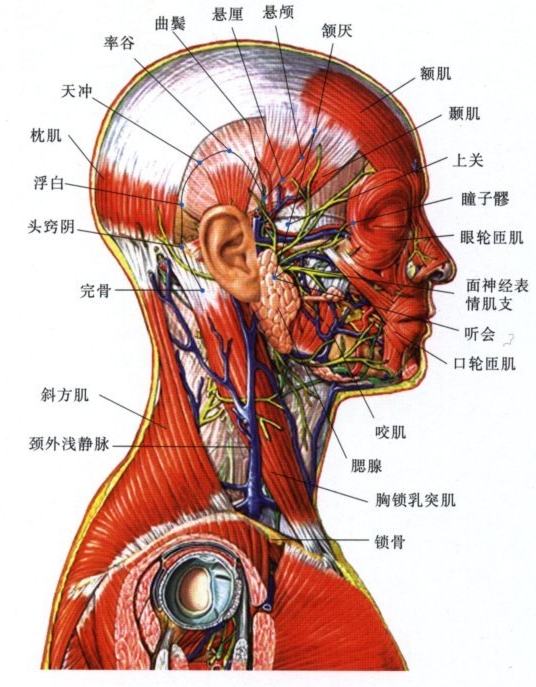 足少阳胆经穴