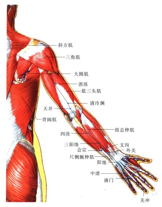 手少阳三焦经穴