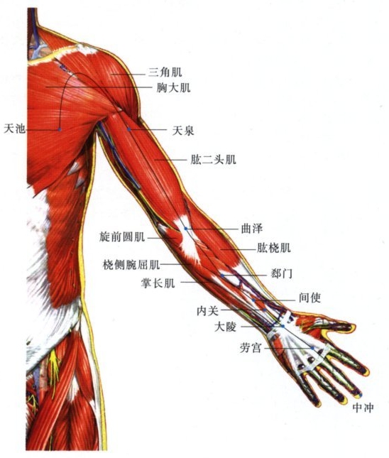 手厥阴心包经穴