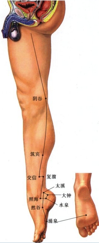 足少阴肾经穴
