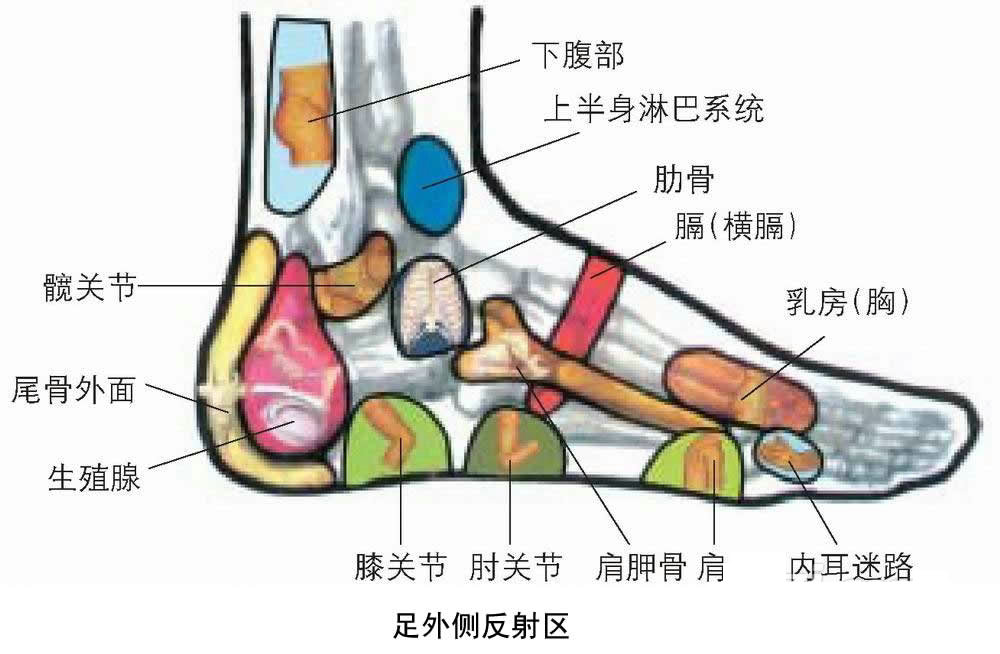 足外侧反射区图