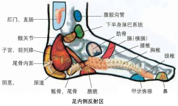 足内侧反射区图