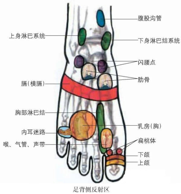 足背侧反射区图