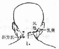 风池穴