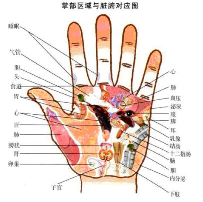 掌部区域与脏腑对应图