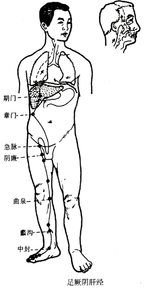 足厥阴肝经图解