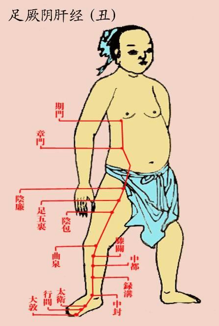 足厥阴肝经(丑)