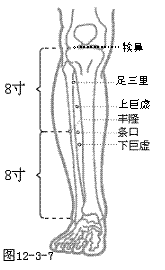 足三里穴位图