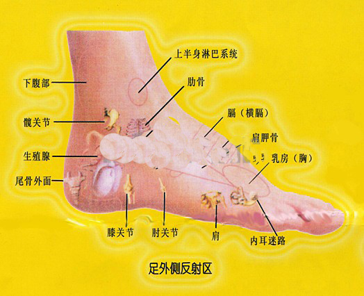 足部反射区推拿图