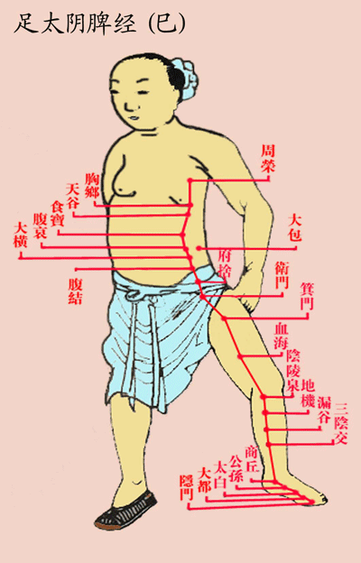 足太阴脾经（古）