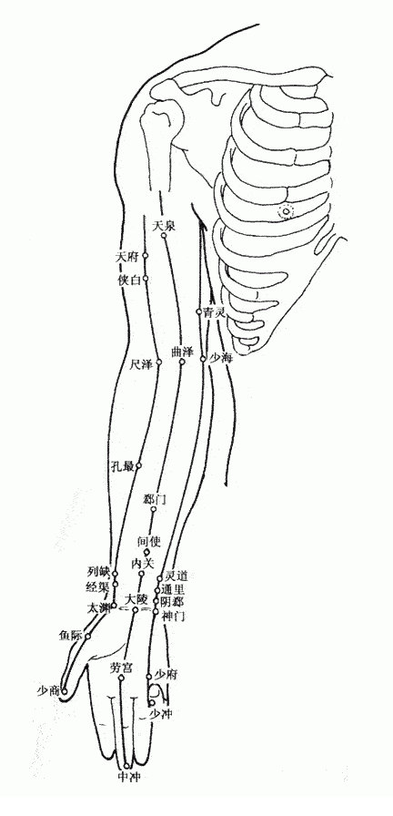 人体上肢经脉穴位