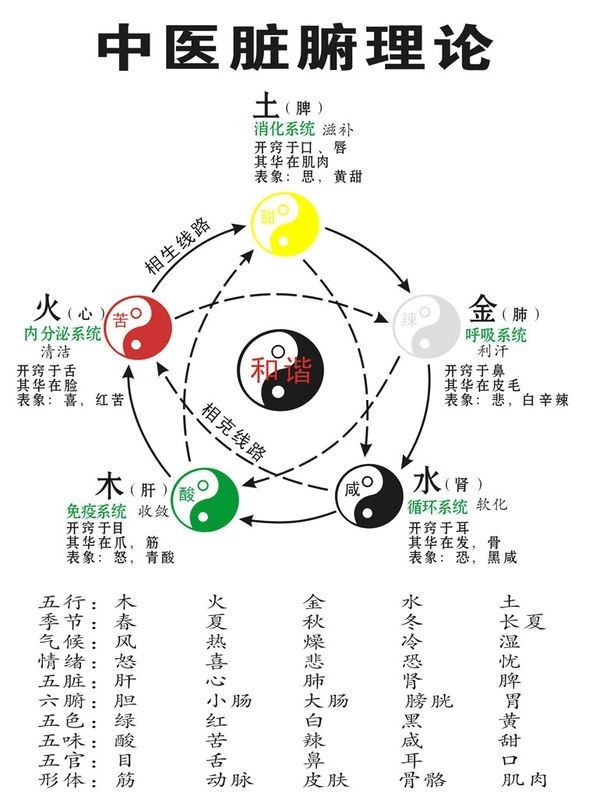 中医脏腑理论图
