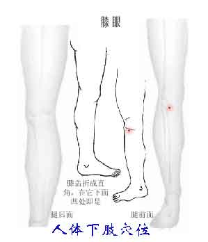 人体下肢穴位图