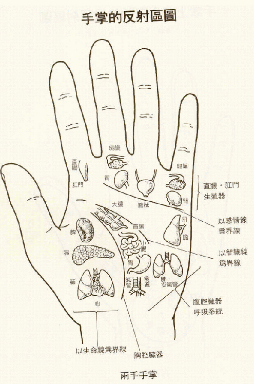 手掌反射区