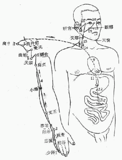 小肠经图