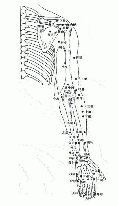 上肢外侧穴位图
