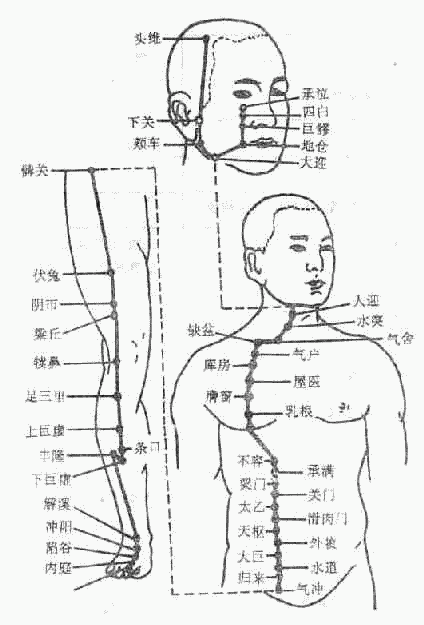 胃经图