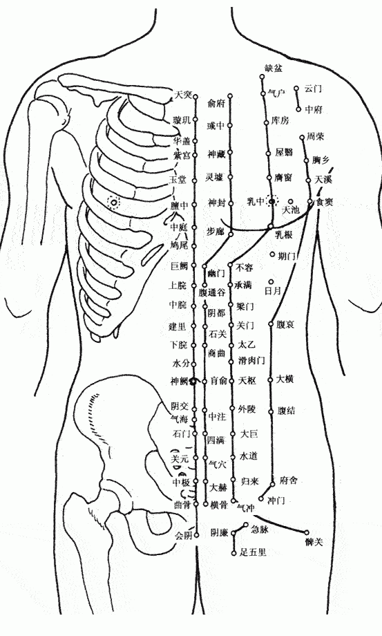 身体前部穴位