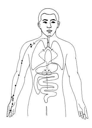 手太阴肺经经别循行路径图 
