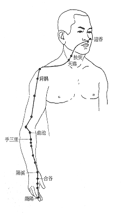 手阳明大肠经经筋图 