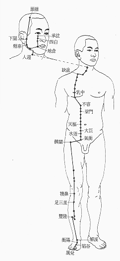 足阳明胃经经筋图 