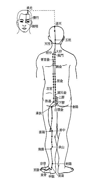 足太阳膀胱经经筋图