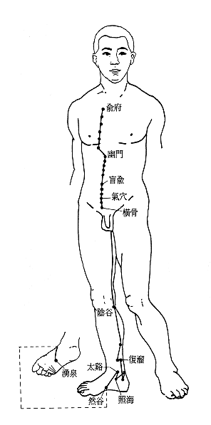 足少阴肾经经筋图