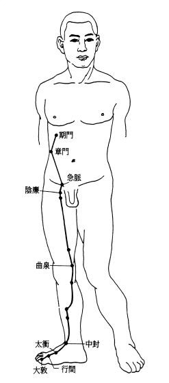 足厥阴肝经经筋图 