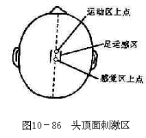 头顶面刺激区图