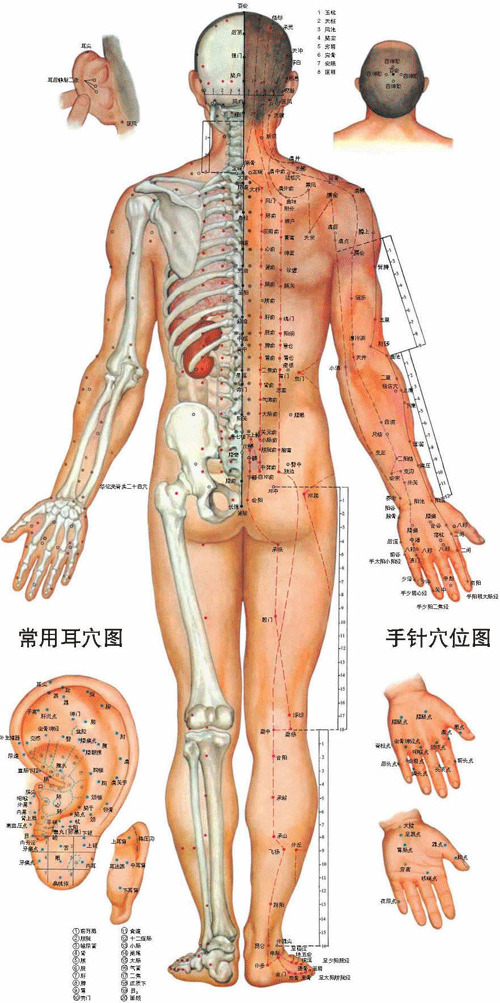 男性人体经络穴位图背面